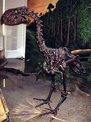 Archivo:Gastornis