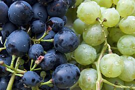 Grapes, Rostov-on-Don, Russia