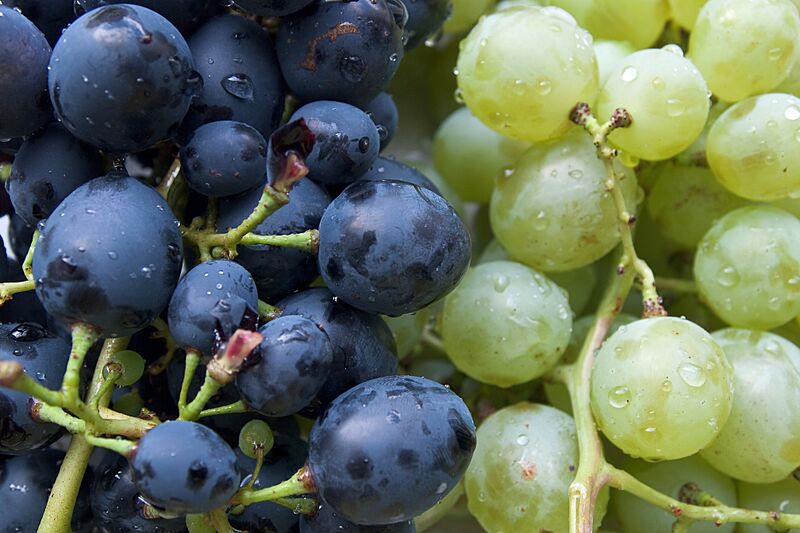 Grapes, Rostov-on-Don, Russia