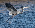 Great Blue Heron Landing