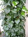 Hedera canariensis2
