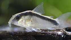 Hoplisoma granti.jpg