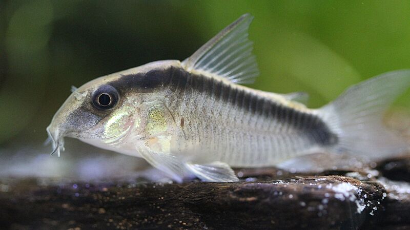 Hoplisoma granti