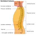 Illu vertebral column