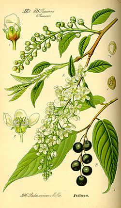 Illustration Prunus avium0.jpg