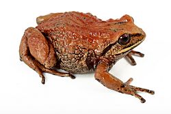 Intac Robber Frog (15254298229).jpg