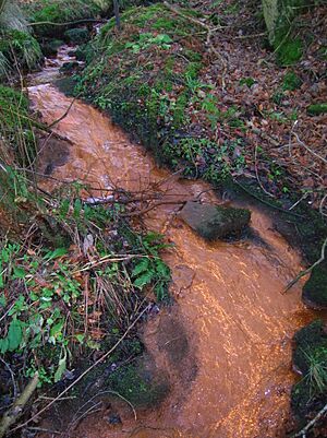 Archivo:Iron bacteria burn