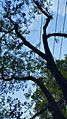 JACARANDA
