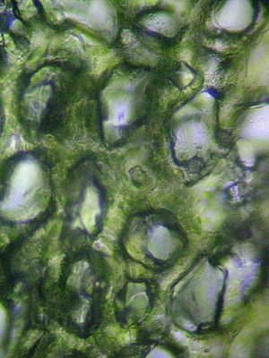 Archivo:Leaf spongy mesophyll
