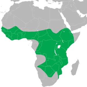 Archivo:Leptoptilos crumeniferus distribution map