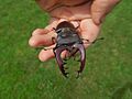 Lucanus cervus cervus4