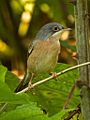 Moltoni's Warbler - Castelletto Merli - Italy (42866907560)
