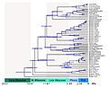 Mustelidae timetree