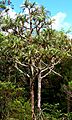 Pandanus montanus habit (cropped)