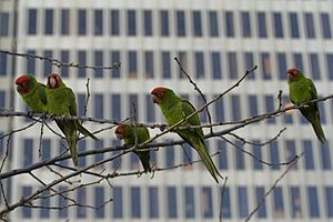 Archivo:Parrots of telegraph hill