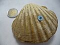 Pecten benedictus.1 - Mioceno