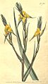 Philydrum lanuginosum