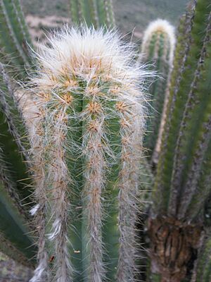 Archivo:Pilosocereus chrysacanthus closeup