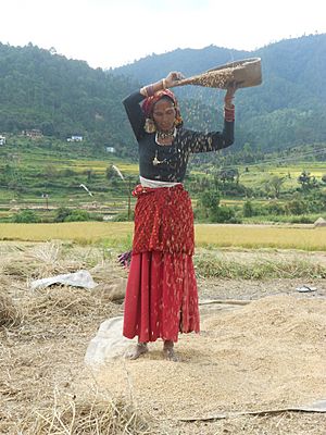 Archivo:Rice winnowing, Uttarakhand, India
