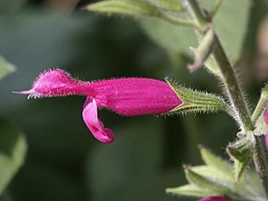 Archivo:Salvia dorisiana (Scott Zona) 001