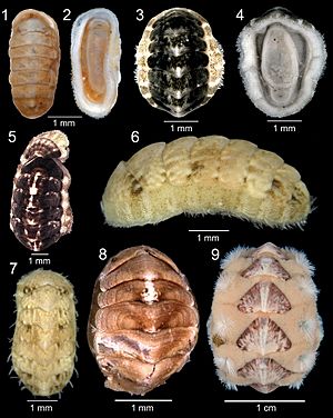Shallow polyplacophorans from the Azores - ZooKeys-312-023-g001.jpeg