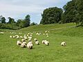 Sheep in Blenheim Great Park - geograph.org.uk - 441885