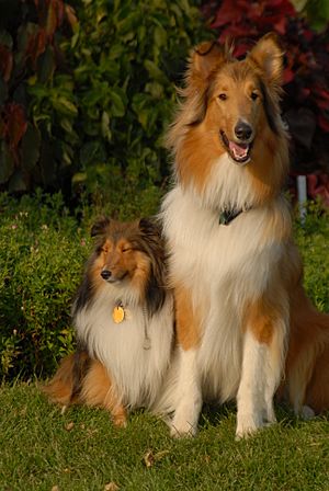 Archivo:Shetland Sheepdog and Rough Collie