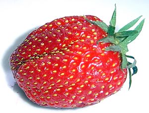 Archivo:Strawberry gariguette DSC03063