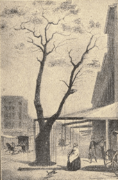 Archivo:Styvesant pear tree
