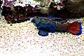 Synchiropus splendidus 1prg