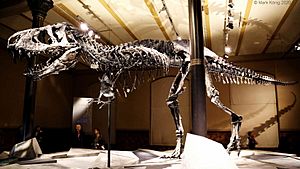 Archivo:T-Rex skeletton of Tristan Otto (side view)
