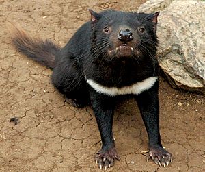 Archivo:Tasmanian devil head on