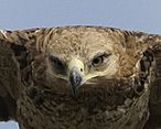 Tawny eagle's gape - Flickr - Lip Kee.jpg