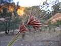 Themeda triandra - kangaroo grass