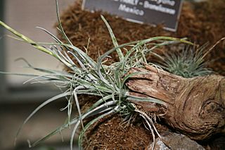 Tillandsia karwinskyana.jpg
