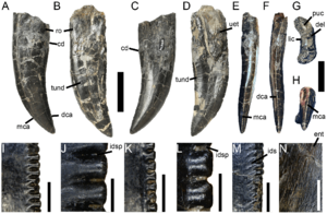 Archivo:Torvosaurus gurneyi teeth