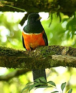 Trogon aurantiiventris -Costa Rica-8.jpg