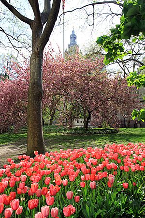 Archivo:USA-NYC-City Hall Park1