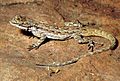 Urosaurus ornatus
