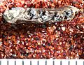 Washakius insignis Leidy