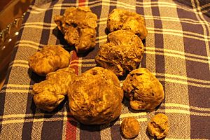 Archivo:White truffles from San Miniato