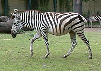 Archivo:Zebra rownikowa Equus burchelli boehmi RB3