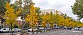 Árboles Gingko Biloba en Madrid