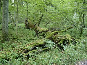 Archivo:2005-09 Białowieski Park Narodowy 2