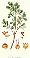 375 Myrica gale