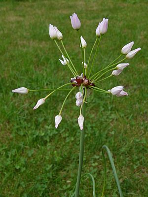 Archivo:Allium unifolium