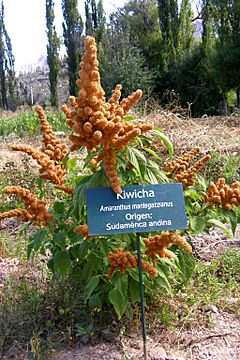 Archivo:Amaranthus mantegazzianus