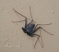 Araña Látigo - tailless whip-scorpion