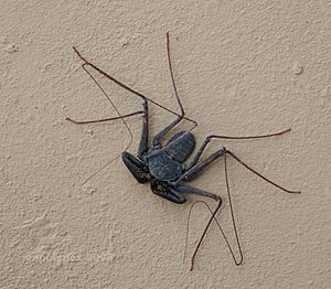 Araña Látigo - tailless whip-scorpion.jpg