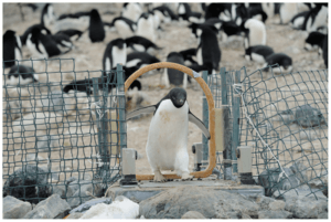 Archivo:Automated weighbridge for Adélie penguins - journal.pone.0085291.g002